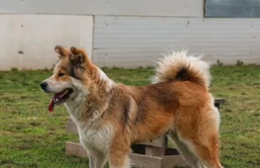 Simil Akitainu 18mesi BELLISSIMA ,ok gatti NAPOLI - Foto 2