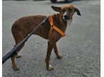 Luce: giovane segugina dolce e socievole