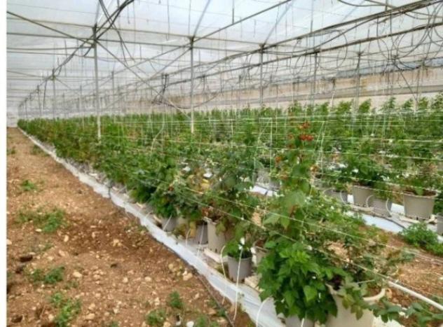Immobile in asta di 51987 m² in vendita a Chiaramonte Gulfi - Foto 3