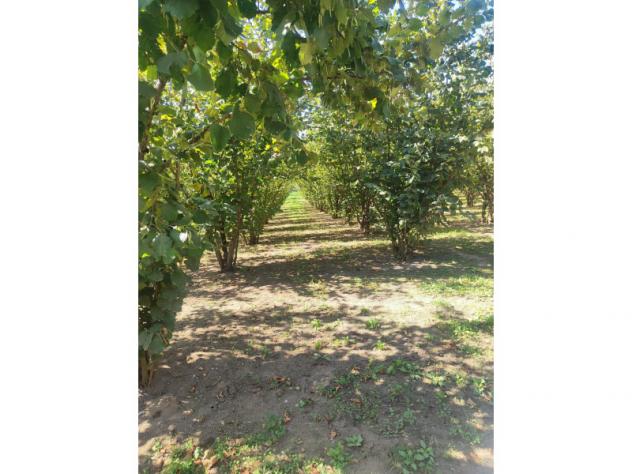 Agricolo in Via Bosco Magliano - Foto 13
