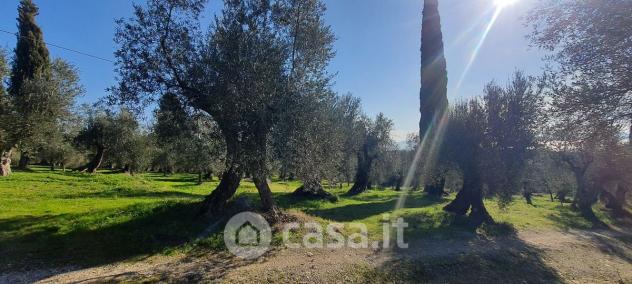 Tuoro sul Trasimeno vendesi terreno agricolo 10000 Mq - Foto 3