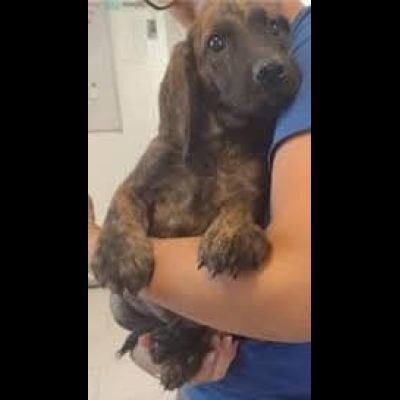 Zippo segugetto istriano cane in adozione - Foto 4