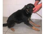 Cagnoline deliziose