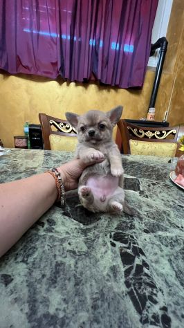 chihuahua toy - Foto 7