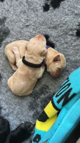 Cuccioli di Labrador Retriever