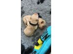 Cuccioli di Labrador Retriever