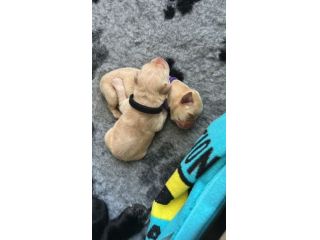 Cuccioli di Labrador Retriever