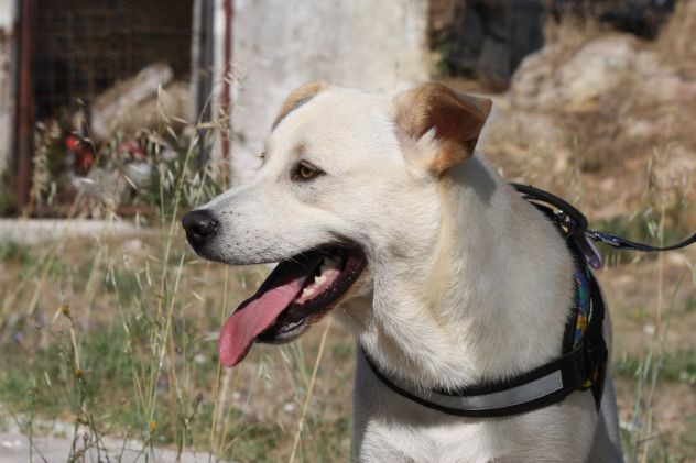 Joy mix labrador 9 mesi in adozione