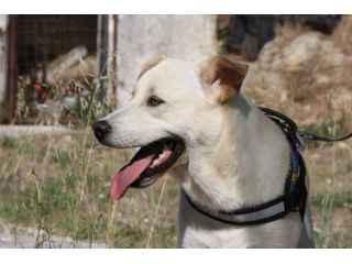 Joy mix labrador 9 mesi in adozione