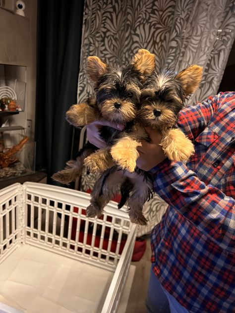 Cuccioli di Yorkshire - Foto 2