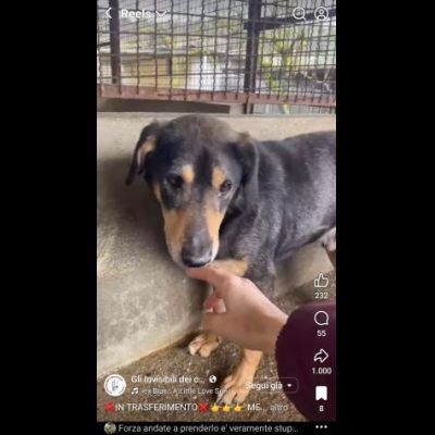 STILTON CERCA SALVEZZA CANE IN ADOZIONE - Foto 7