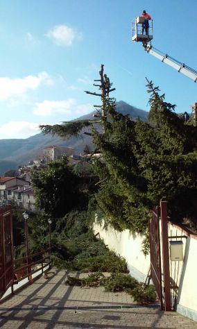 Abbattimento alberi
