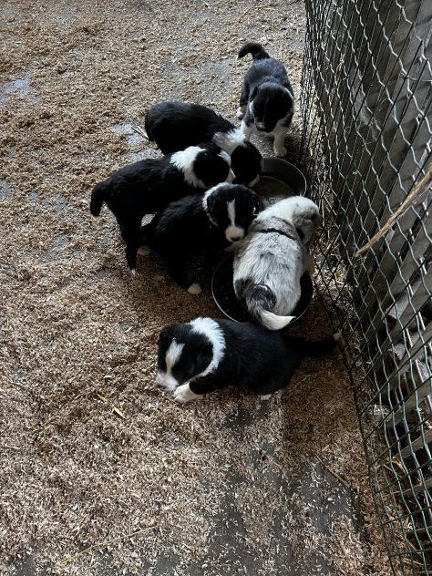 Cuccioli di Border