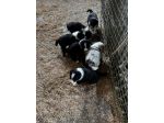 Cuccioli di Border