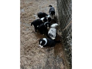 Cuccioli di Border