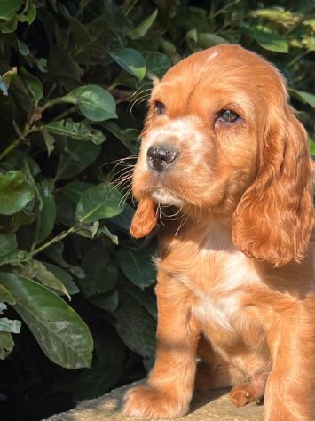 Cucciolo Coccer Spaniel maschio fulvo 3 mesi - Foto 5
