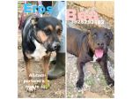 Eros e Bea due amici fedeli in adozione
