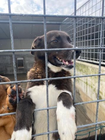 FAMMI USCIRE DA QUESTO BOX CANE IN ADOZIONE - Foto 7