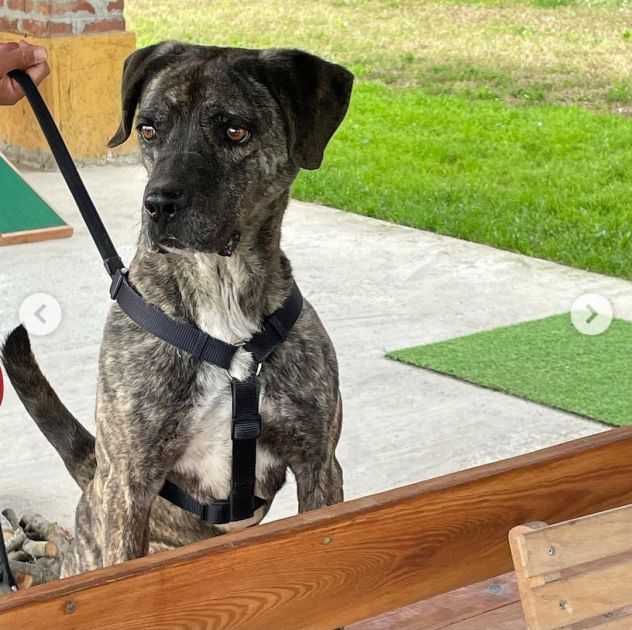 BUDDY: GIOVANE MOLOSSO TIGRATO DA ADOTTARE SUBITO !!!! - Foto 2