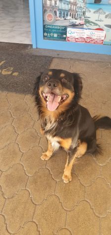 BEN, buonissimo cagnolino - Foto 4