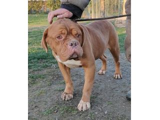 Hego dogue de bordeaux