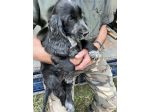 Cuccioli di Cocker Spaniel