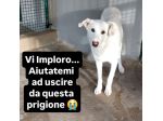IVAN HA UN ANIMO BUONISSIMO,  CANE IN ADOZIONE, COMPATIBILE ANCHE CON I GATTI