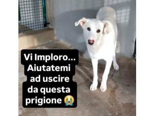 IVAN HA UN ANIMO BUONISSIMO, CANE IN ADOZIONE, COMPATIBILE ANCHE CON I GATTI