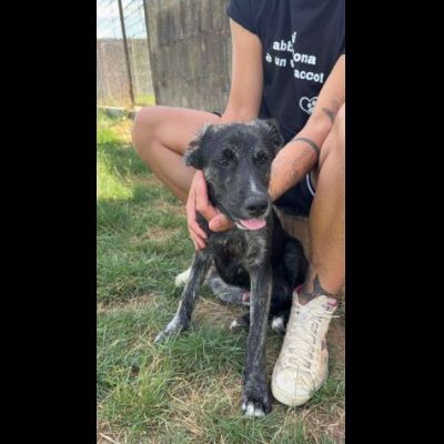 SHADOW AMOROSO CUCCIOLO IN ADOZIONE - Foto 7