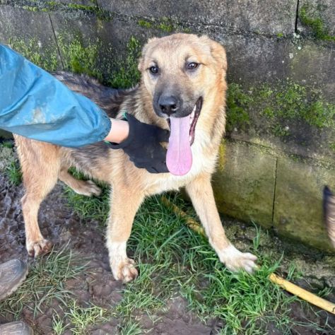 MOCKY ADORABILE CUCCIOLONE IN ADOZIONE - Foto 4