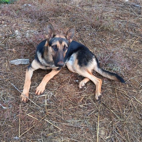 Cucciolotta di pastore cerca adozione - Foto 4