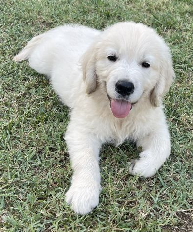 DISPONIBILI SPLENDIDI CUCCIOLI DI GOLDEN RETRIEVER - Foto 3