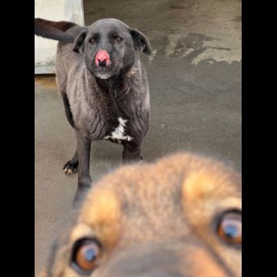 L' ESASPERAZIONE DI LEO, SIMIL LABRADOR, CANE IN ADOZIONE - Foto 7