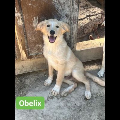 OBELIX, LEON, DARIO, ASTERIX, HEIDY CUCCIOLI IN ADOZIONE - Foto 3