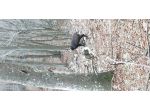 terreno boschivo mq999900 Privato