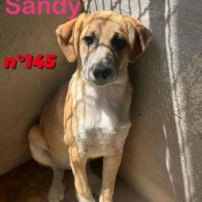 CUCCIOLI IN ADOZIONE - Foto 6
