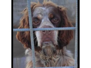 FRODO CACCIATORE DI COCCOLE, SIMIL SRINGER SPANIEL, CAGNOLINO IN ADOZIONE