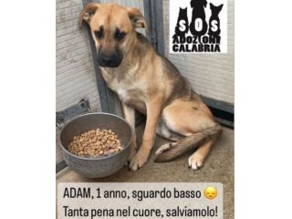 ADAM e KAMIL CUCCIOLONI IN ADOZIONE, BUONI E SOCIEVOLI; SPAVENTATI DAL CANILE