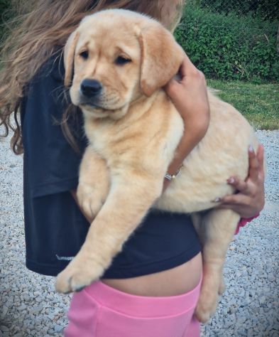 CUCCIOLO DI LABRADOR PEDIGREE - LASTRE E TEST - MARINA LAB - Foto 3