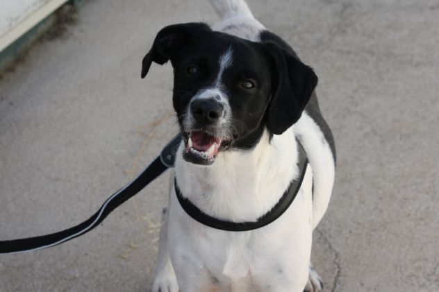 Pedro in adozione - Foto 4