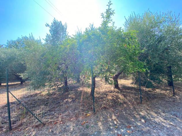 Terreno agricolo in vendita a Buti 1000 mq Rif: 1427835