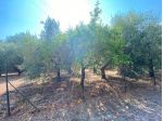 Terreno agricolo in vendita a Buti 1000 mq  Rif: 1427835