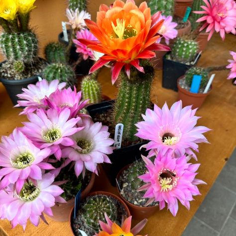 Piante grasse dai fiori spettacolari