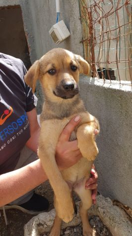 CUCCIOLE 2 MESI taglia media contenuta SONO IN STRADA - Foto 5