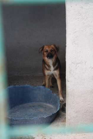 FRECCIA 4 ANNI 12 kg circa IN CANILE - Foto 5