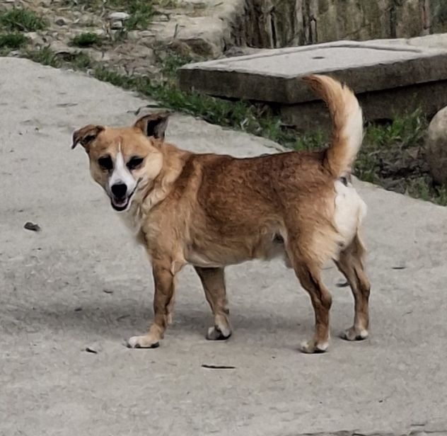 GERRY 7 ANNI 6 KG taglia piccola ORA E’ IN CANILE - Foto 2