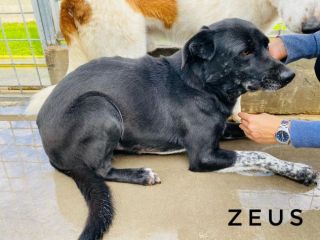 Cane in adozione. ZEUS: UNA VITA IN CANILE