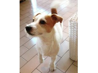 Jack Russell Broken per accoppiamento