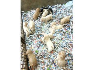 Cuccioli Maltipoo italiani taglia piccola prima generazione