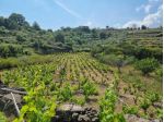 Vigneto in vendita a Tremestieri Etneo